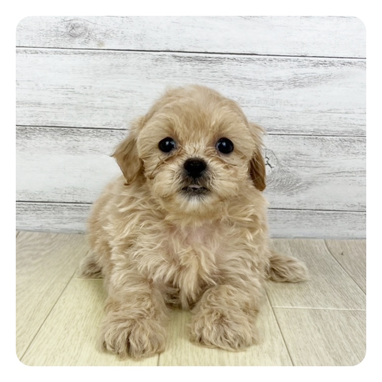 兵庫県のペキプー(ペキニーズ×プードル) (犬の家＆猫の里尼崎店/2025年6月21日生まれ/男の子/アプリコット)の子犬