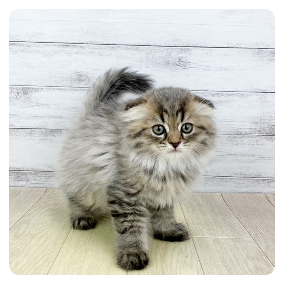 福井県のスコティッシュフォールド (犬の家＆猫の里アミーゴ福井店/2025年6月23日生まれ/男の子/ブラウンタビー)の子猫の2枚目の画像