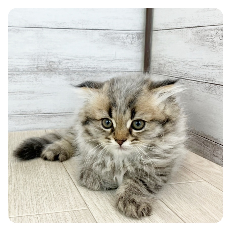 愛知県のスコティッシュフォールド (犬の家＆猫の里豊川インター店/2025年6月23日生まれ/男の子/ブラウンタビー)の子猫の2枚目の画像