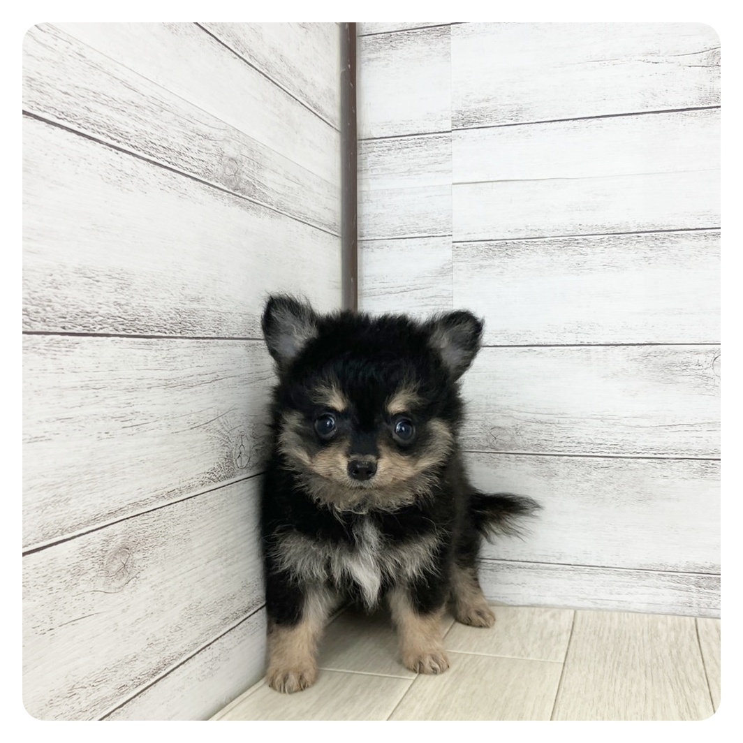 兵庫県のポメチワ/チワポメ/ポメチー(ポメラニアン×チワワ) (犬の家＆猫の里神戸店/2025年6月19日生まれ/男の子/ブラックタン)の子犬