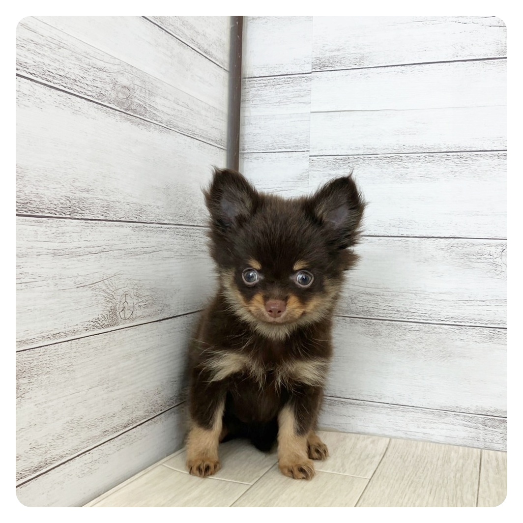 岡山県のポメチワ/チワポメ/ポメチー(ポメラニアン×チワワ) (犬の家＆猫の里倉敷店/2025年6月23日生まれ/女の子/チョコレートタン)の子犬