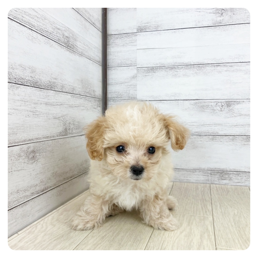 愛知県のマルプー(マルチーズ×プードル) (犬の家＆猫の里MiO香久山店/2025年6月24日生まれ/男の子/クリームホワイト)の子犬の4枚目の画像