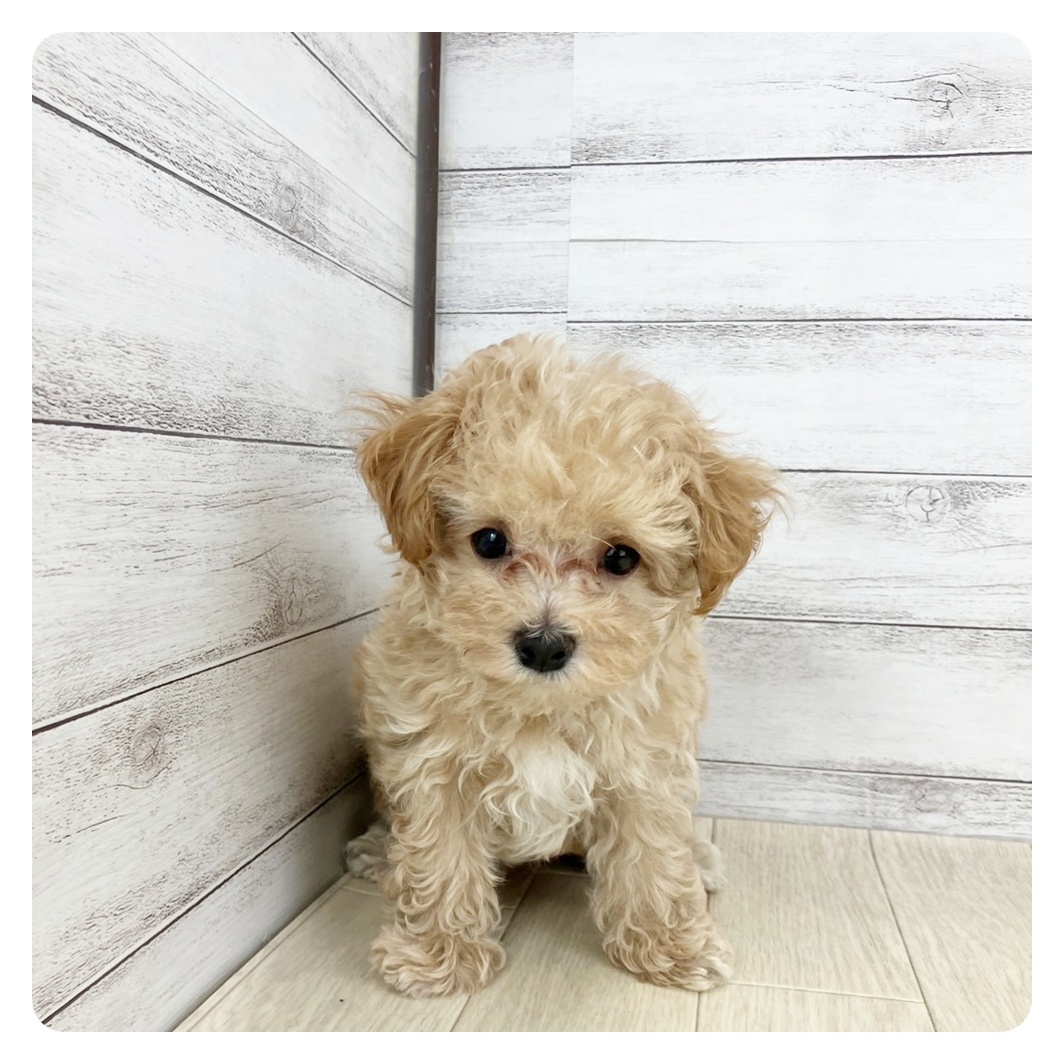愛知県のマルプー(マルチーズ×プードル) (犬の家＆猫の里豊川インター店/2025年6月24日生まれ/男の子/アプリコットホワイト)の子犬の2枚目の画像