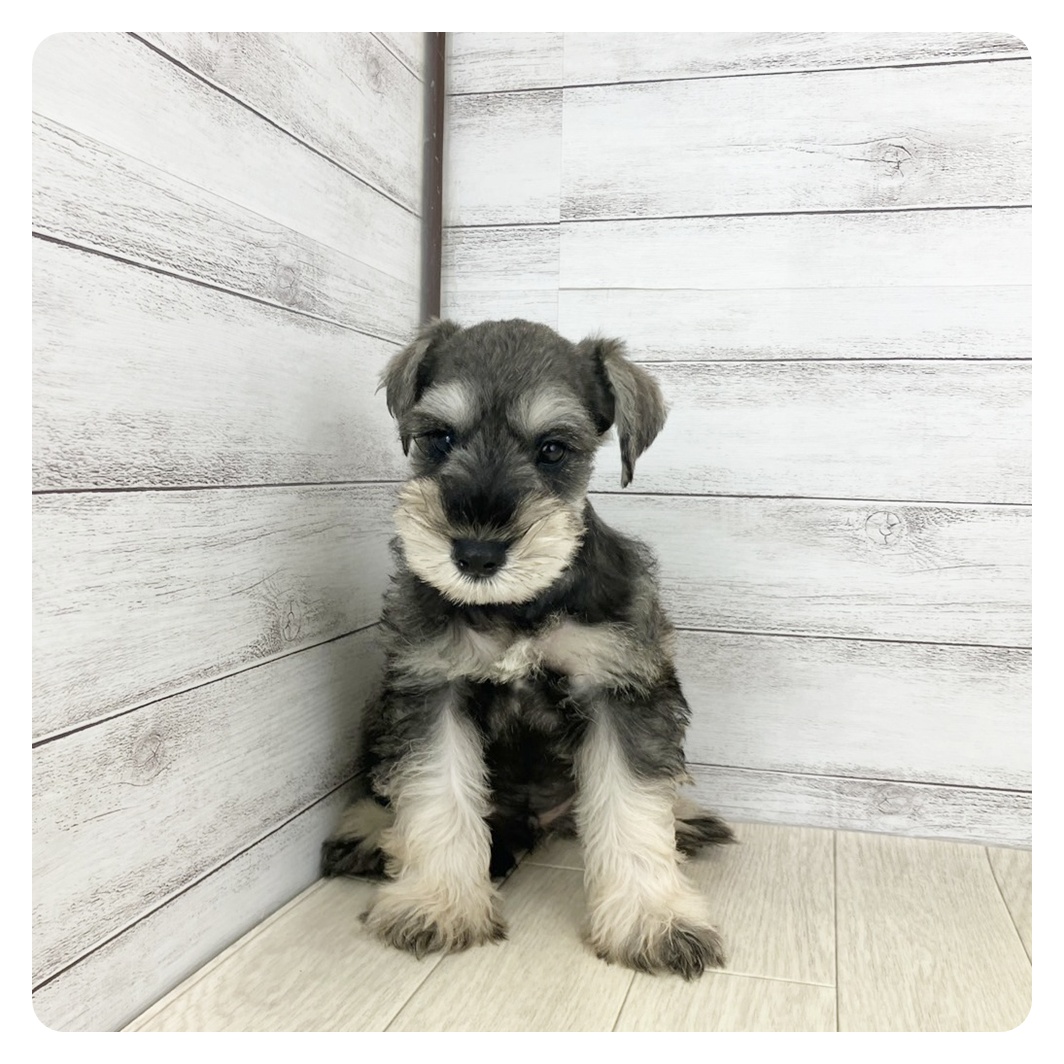 愛知県のミニチュアシュナウザー (犬の家＆猫の里愛知刈谷店/2025年6月25日生まれ/男の子/ソルトペッパー)の子犬