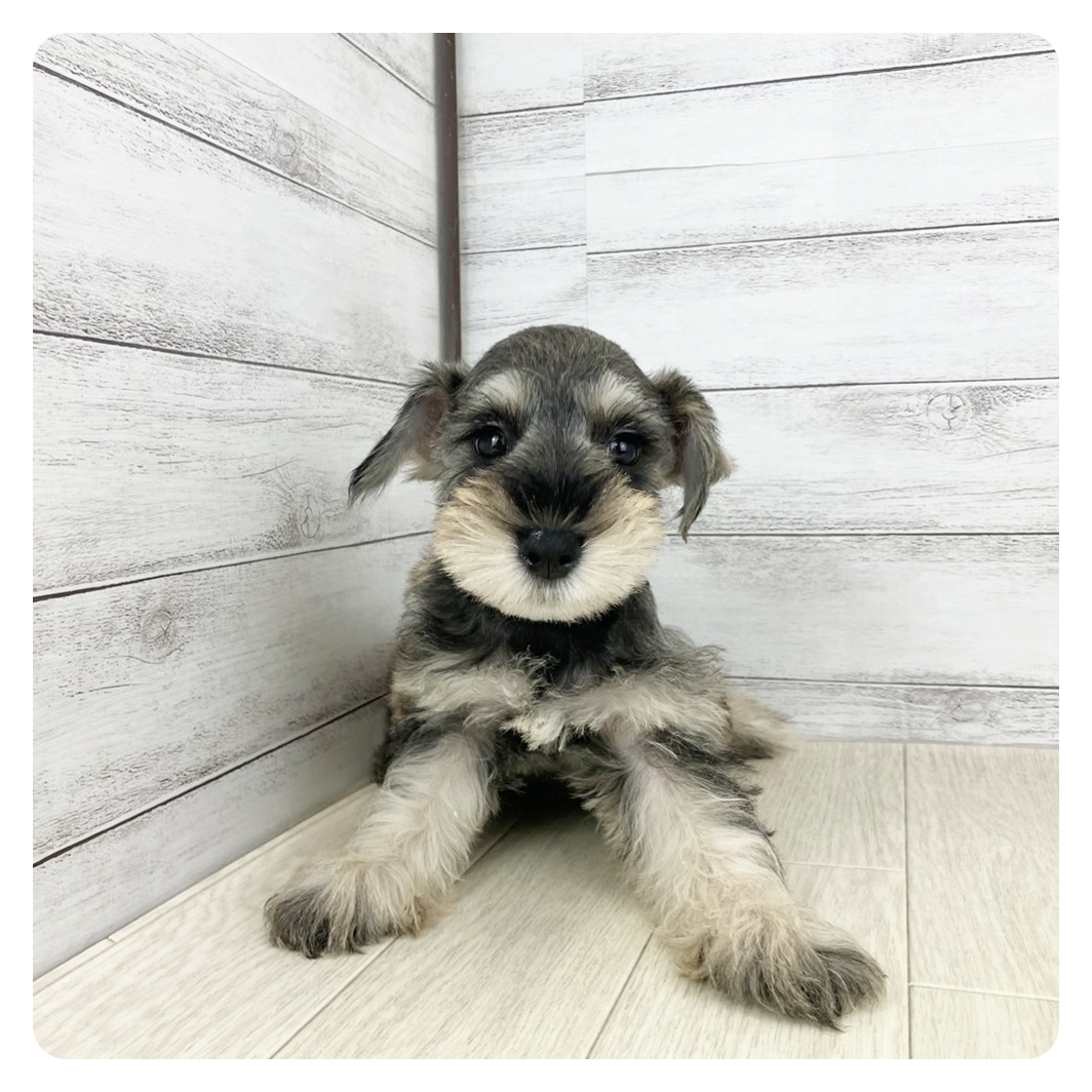 岡山県のミニチュアシュナウザー (犬の家＆猫の里倉敷店/2025年6月25日生まれ/女の子/ソルトペッパー)の子犬の2枚目の画像