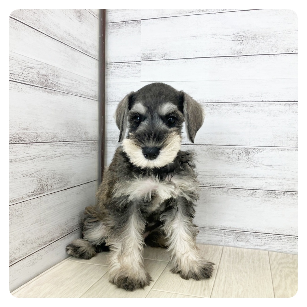 京都府のミニチュアシュナウザー (犬の家＆猫の里京都精華店/2025年6月25日生まれ/女の子/ソルトペッパー)の子犬
