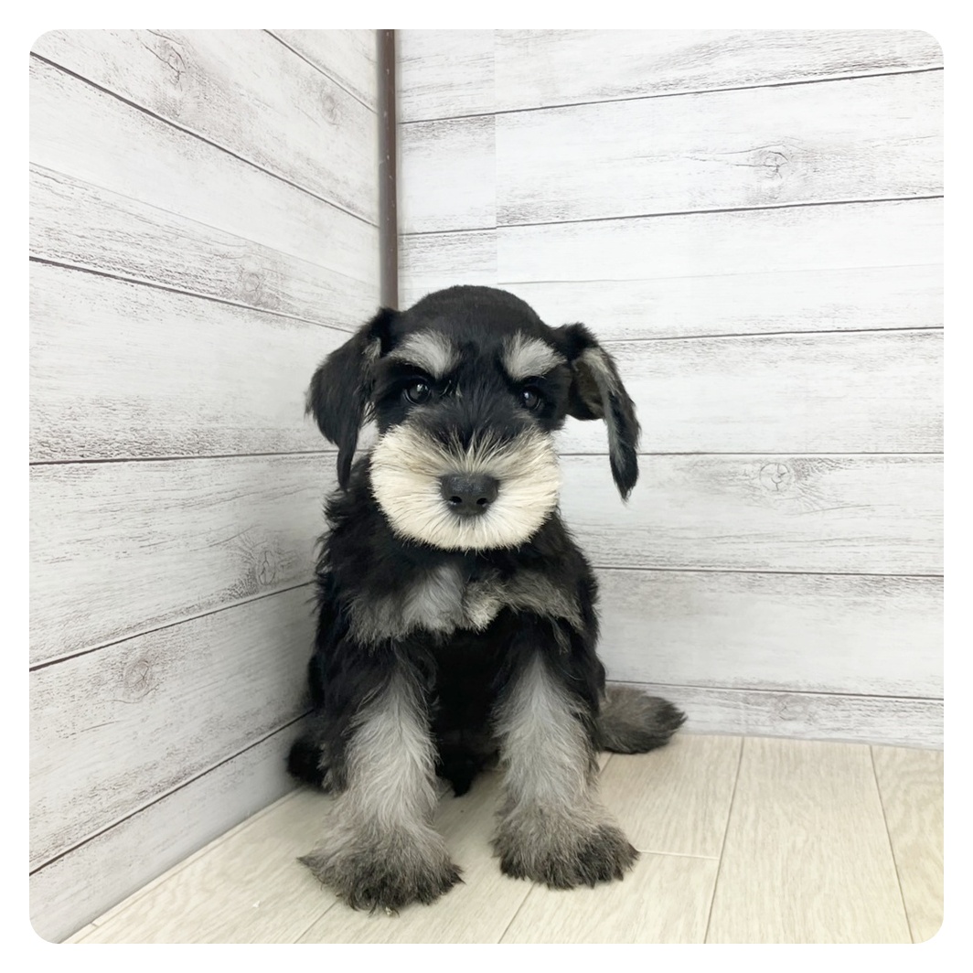 愛知県のミニチュアシュナウザー (犬の家＆猫の里MEGAドン・キホーテ東海名和店/2025年6月25日生まれ/男の子/ブラックシルバー)の子犬