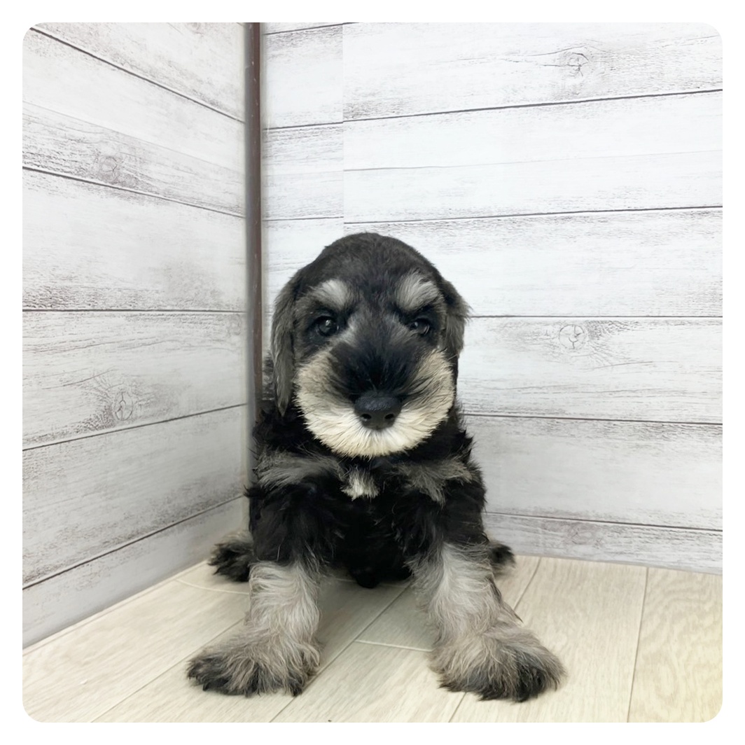 石川県のミニチュアシュナウザー (犬の家＆猫の里金沢店/2025年6月25日生まれ/男の子/ソルトペッパー)の子犬