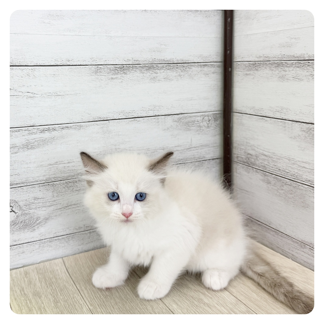 愛知県のラグドール (犬の家＆猫の里岡崎店/2025年6月25日生まれ/女の子/シールポイントバイカラー)の子猫