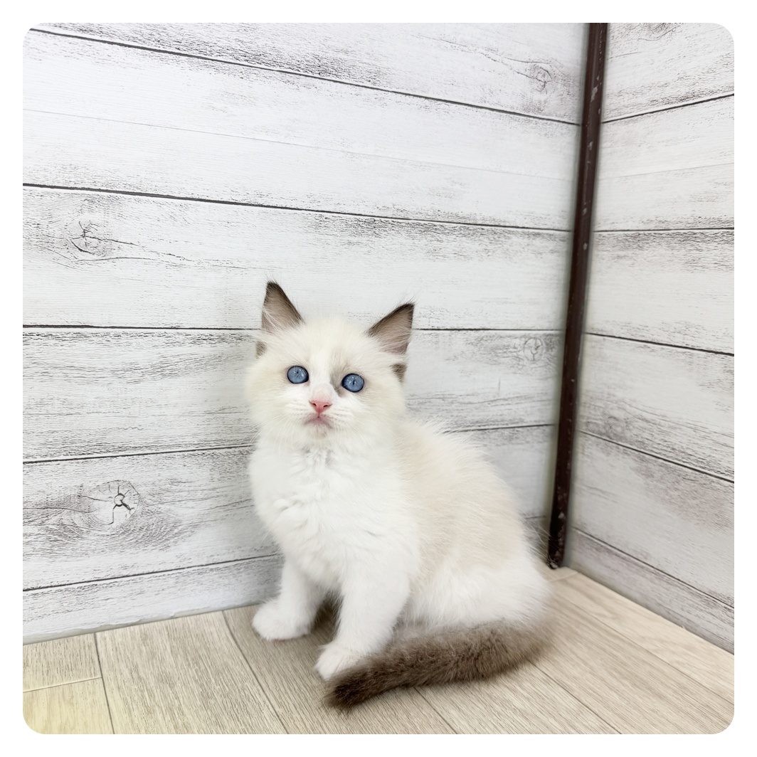 愛知県のラグドール (犬の家＆猫の里愛知刈谷店/2025年6月25日生まれ/女の子/シールポイントバイカラー)の子猫