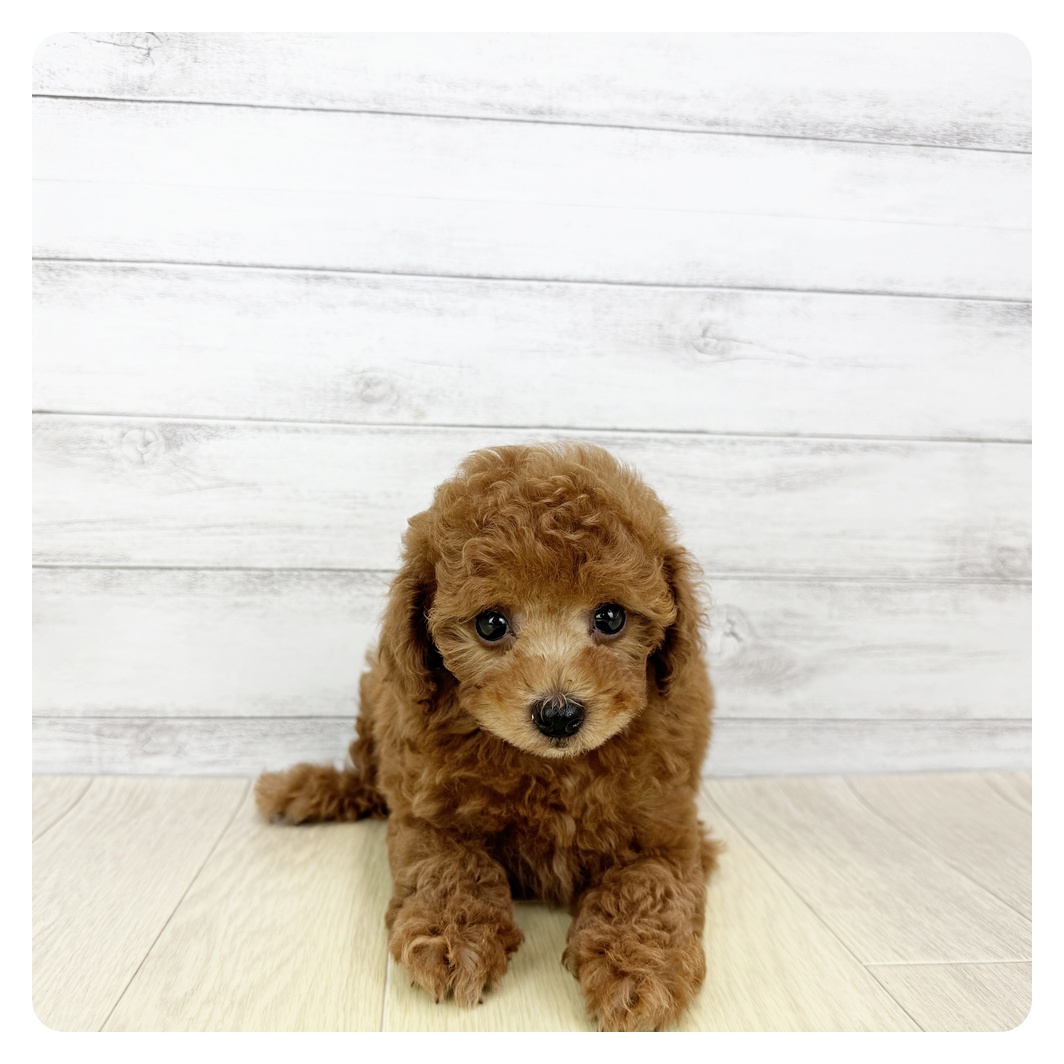 愛知県のトイプードル(トイ) (犬の家＆猫の里MiO香久山店/2025年6月23日生まれ/女の子/レッドフォーン)の子犬の2枚目の画像
