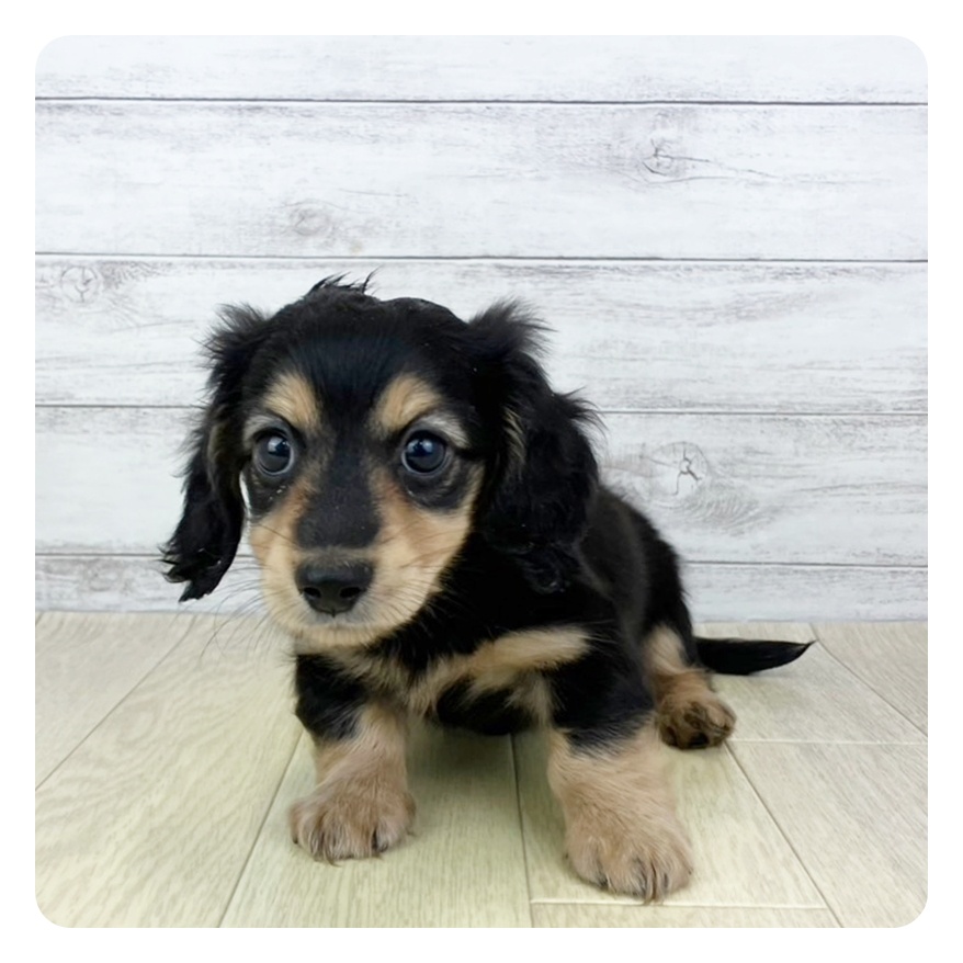 大阪府のミニチュアダックスフンド(ロング) (犬の家＆猫の里そよら東岸和田店/2025年6月25日生まれ/女の子/ブラックイエロー)の子犬