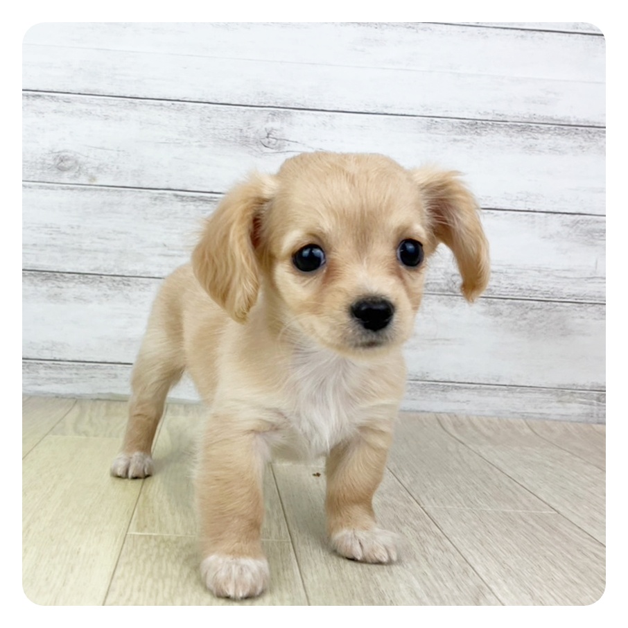 愛知県のチワックス(チワワ×ダックス) (犬の家＆猫の里アミーゴ神の倉店/2025年6月25日生まれ/女の子/イエロー)の子犬の4枚目の画像