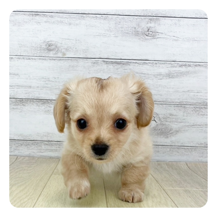 岐阜県のチワックス(チワワ×ダックス) (犬の家＆猫の里カラフルタウン岐阜店/2025年6月25日生まれ/女の子/イエロー)の子犬の2枚目の画像