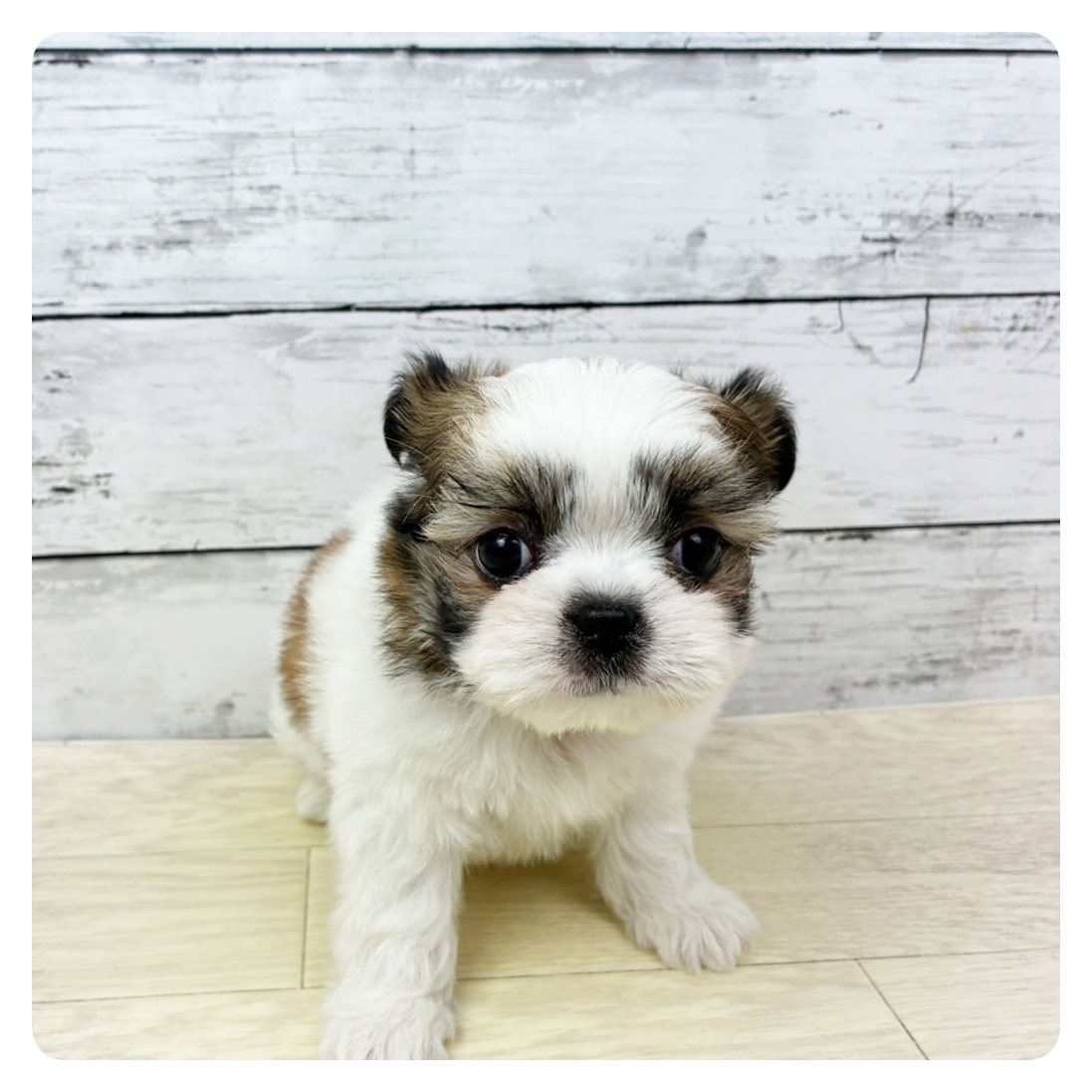兵庫県のチワズー/チワシーズ(チワワ×シーズー) (犬の家＆猫の里神戸店/2025年6月19日生まれ/男の子/ホワイトゴールド)の子犬