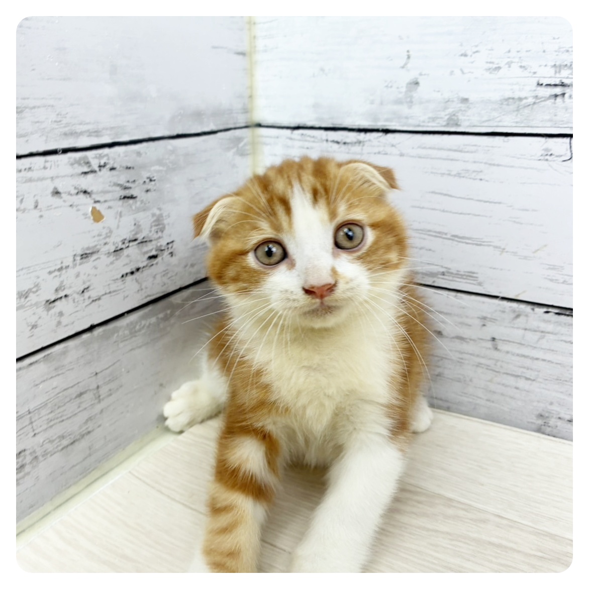 京都府のスコティッシュフォールド (犬の家＆猫の里京都樟葉店/2025年6月22日生まれ/男の子/レッドタビーホワイト)の子猫