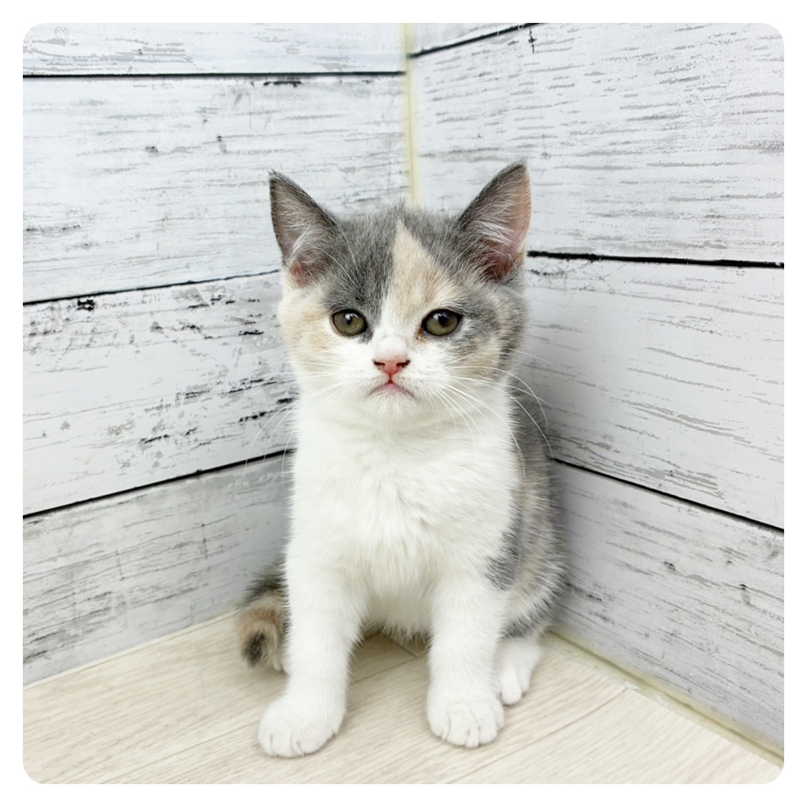 滋賀県のブリティッシュショートヘアー (犬の家＆猫の里近江八幡店/2025年6月23日生まれ/女の子/ダイリュートキャリコ)の子猫