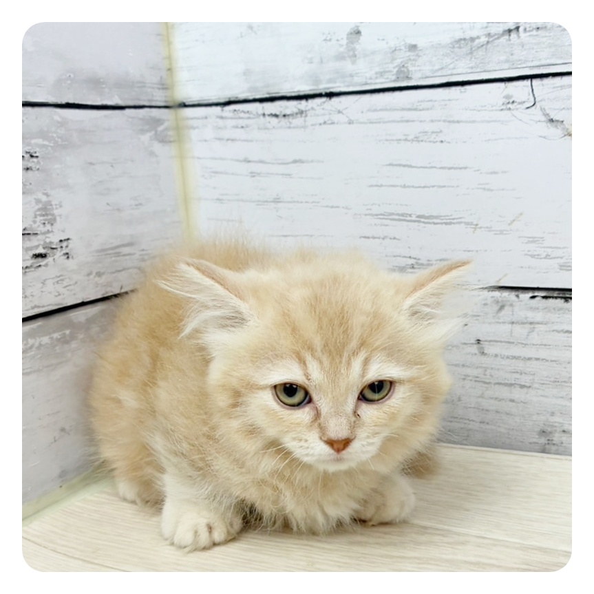 兵庫県のマンチカン (犬の家＆猫の里川西店/2025年6月21日生まれ/女の子/クリームタビー)の子猫