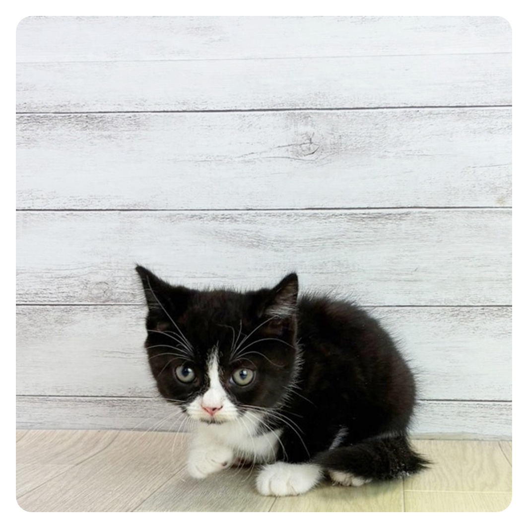 愛知県のスコティッシュストレート (犬の家＆猫の里春日井本店/2025年6月27日生まれ/男の子/ブラックホワイト)の子猫