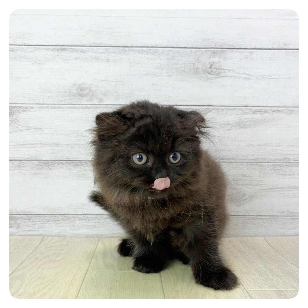岐阜県のスコティッシュフォールド (犬の家＆猫の里カラフルタウン岐阜店/2025年6月27日生まれ/女の子/ブラック)の子猫の3枚目の画像
