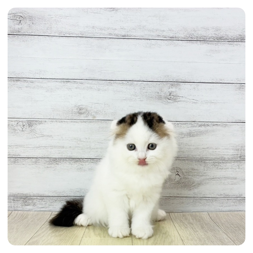 愛知県のスコティッシュフォールド (犬の家＆猫の里エアポートウォーク店/2025年6月27日生まれ/女の子/ブラウンタビーホワイト)の子猫