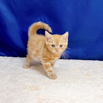 愛知県のアメリカンショートヘアー (犬の家＆猫の里一宮店/2025年6月27日生まれ/男の子/レッドタビー)の子猫