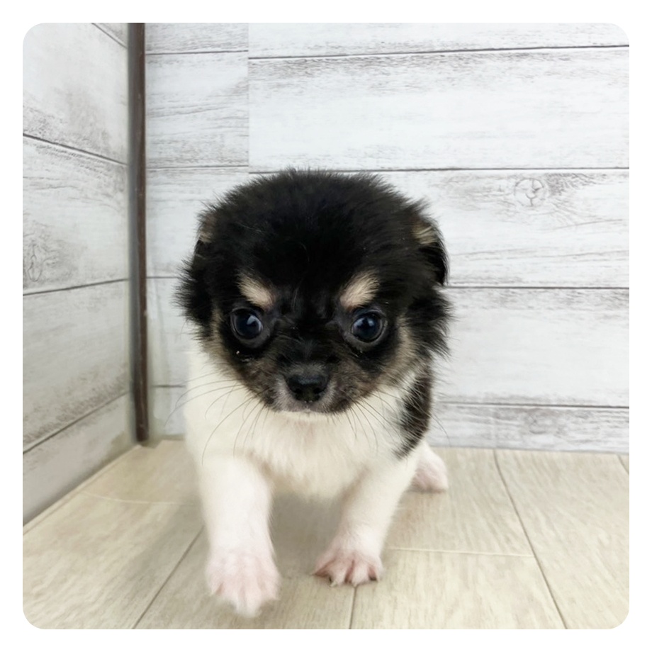 福井県のチワワ(ロング) (犬の家＆猫の里福井店/2025年6月21日生まれ/男の子/ホワイトブラックタン)の子犬