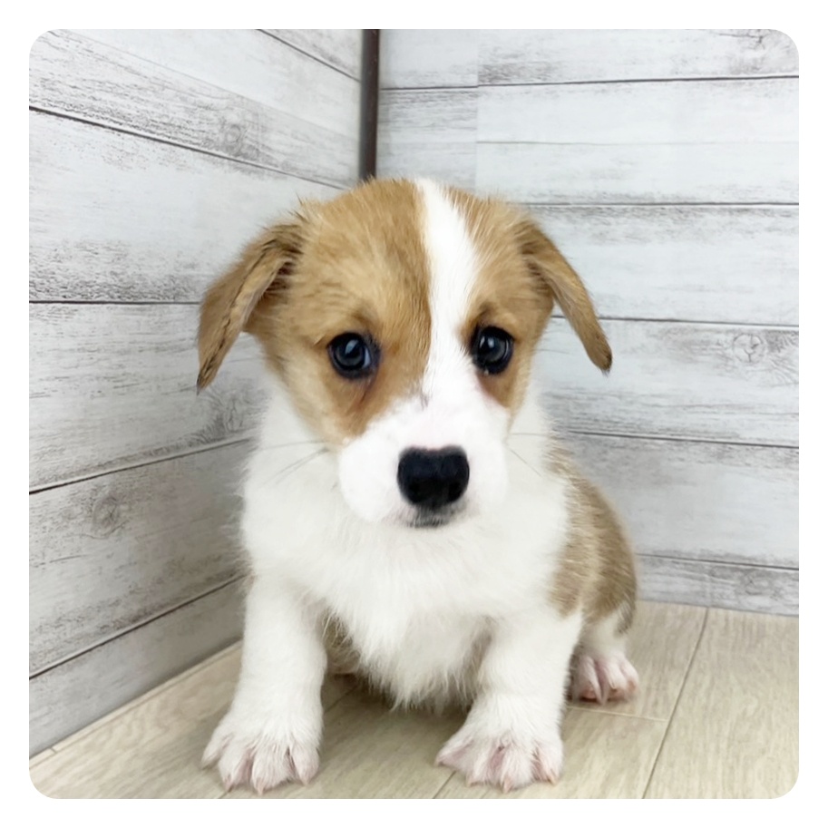 愛知県のウェルシュコーギーペンブローク (犬の家＆猫の里春日井本店/2025年6月25日生まれ/女の子/レッドホワイト)の子犬