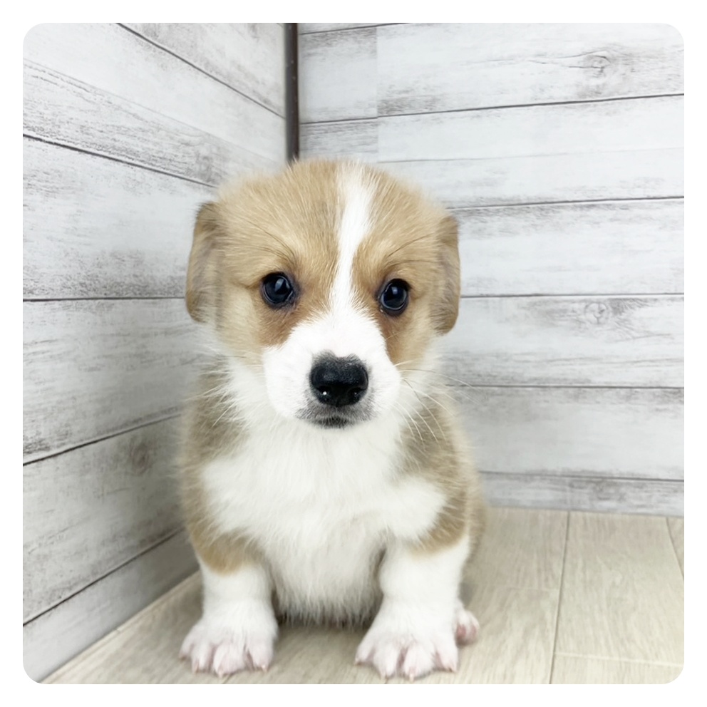 愛知県のウェルシュコーギーペンブローク (犬の家＆猫の里エアポートウォーク店/2025年6月25日生まれ/男の子/レッドホワイト)の子犬