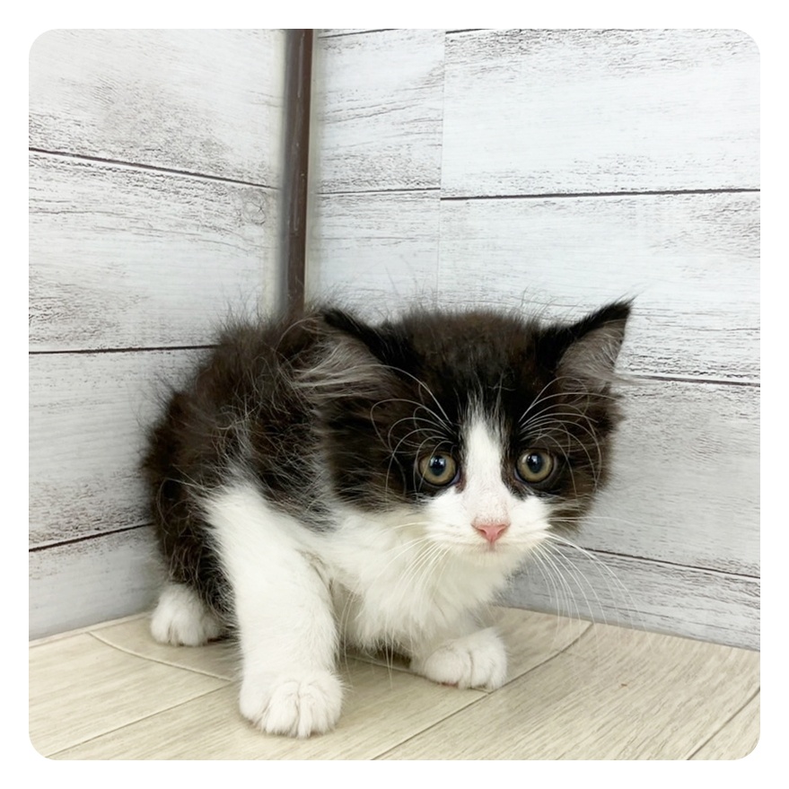 神奈川県のマンチカン (犬の家＆猫の里モザイクモール港北店/2025年6月13日生まれ/男の子/ブラックホワイト)の子猫の2枚目の画像