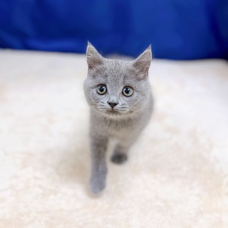 愛知県のブリティッシュショートヘアー (犬の家＆猫の里一宮店/2025年6月25日生まれ/男の子/ブルー)の子猫の1枚目の画像