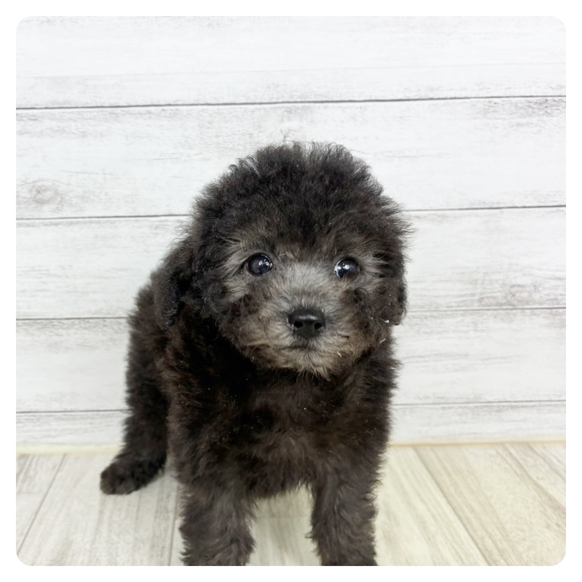 京都府のトイプードル(トイ) (犬の家＆猫の里京都精華店/2025年6月28日生まれ/男の子/シルバー)の子犬