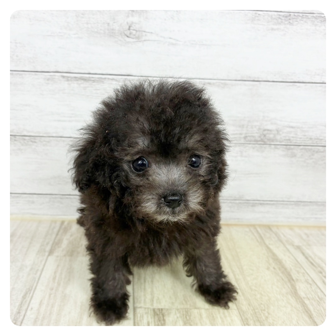 福井県のトイプードル(トイ) (犬の家＆猫の里アミーゴ福井大和田店/2025年6月28日生まれ/女の子/シルバー)の子犬の4枚目の画像