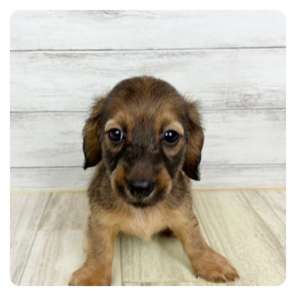 京都府のミニチュアダックスフンド(ロング) (犬の家＆猫の里京都樟葉店/2025年6月28日生まれ/女の子/シェーデットイエロー)の子犬の3枚目の画像