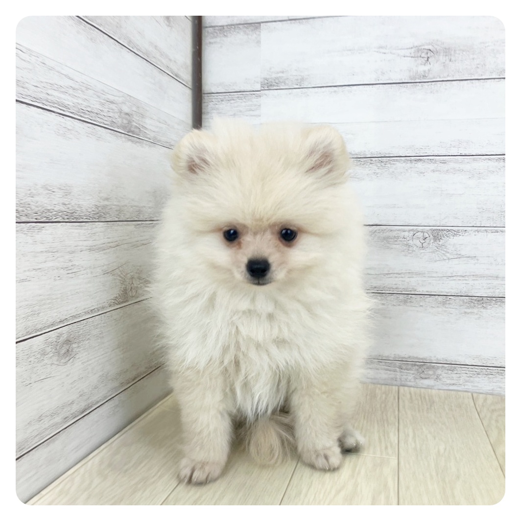 愛知県のポメラニアン (犬の家＆猫の里豊川インター店/2025年6月23日生まれ/男の子/クリーム)の子犬の2枚目の画像