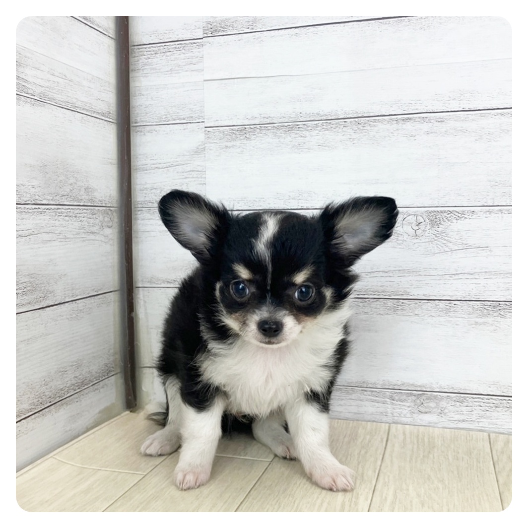 岡山県のチワワ(ロング) (犬の家＆猫の里倉敷中庄店/2025年6月24日生まれ/男の子/ブラッククリームホワイト)の子犬の2枚目の画像