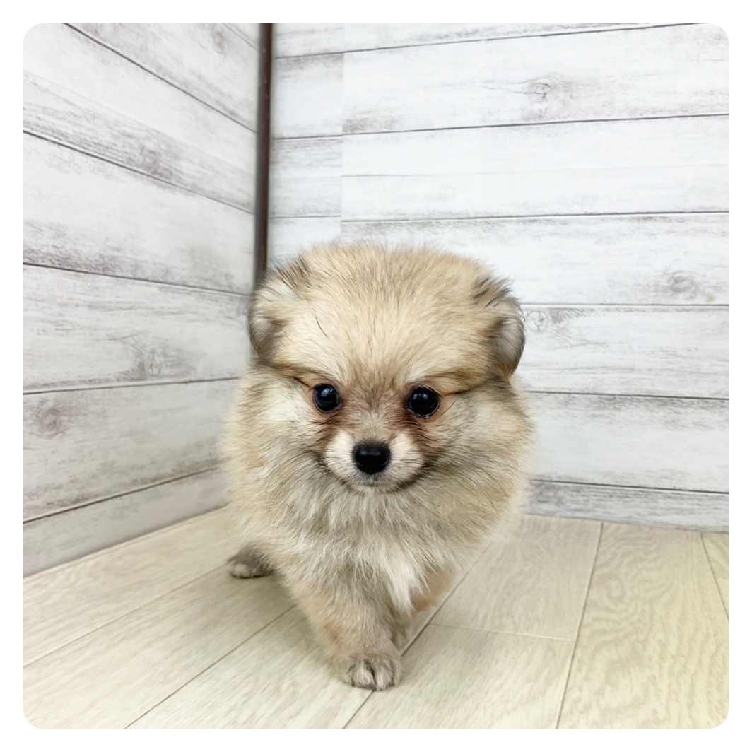 静岡県のポメチワ/チワポメ/ポメチー(ポメラニアン×チワワ) (犬の家＆猫の里マークイズ静岡店/2025年6月26日生まれ/女の子/オレンジ)の子犬