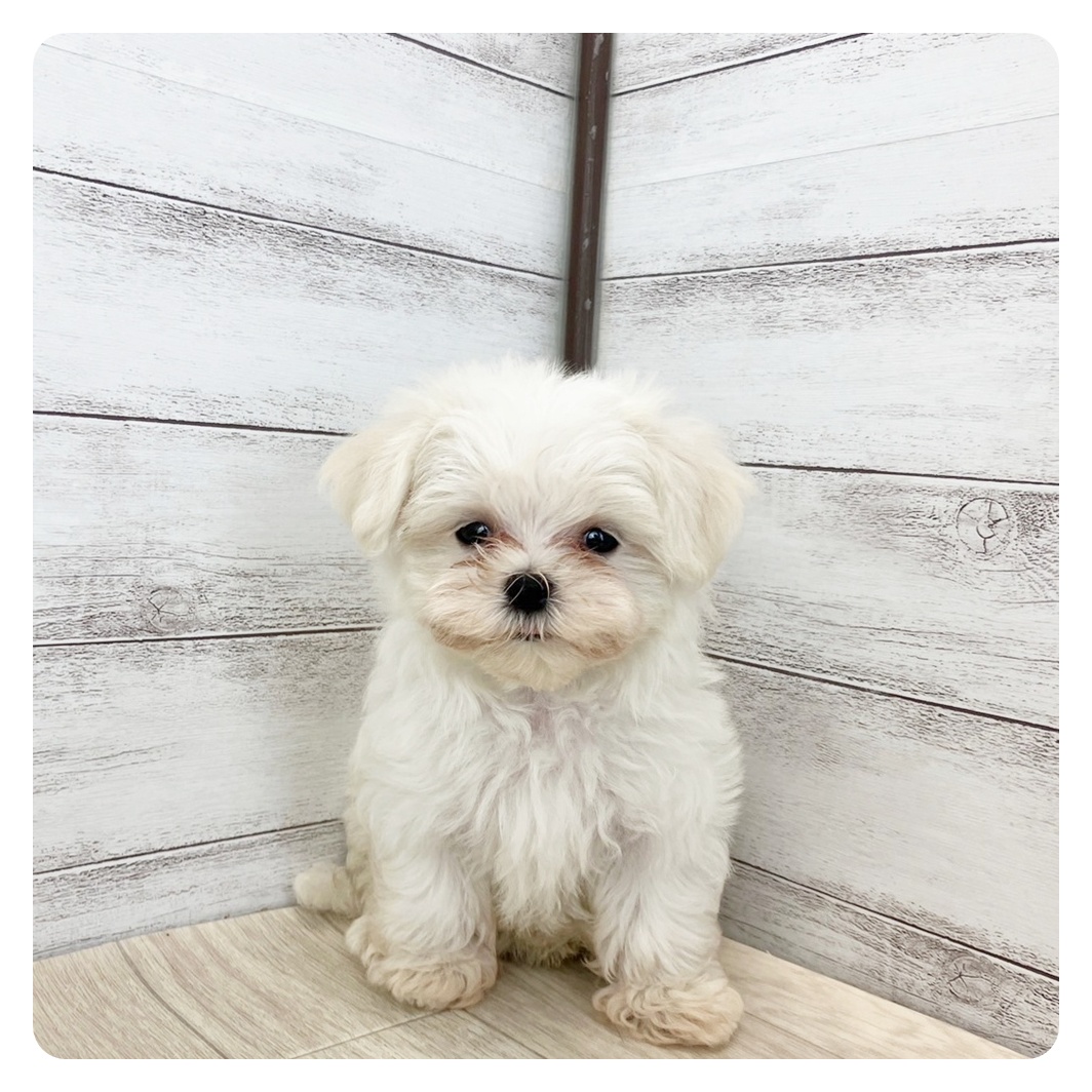兵庫県のマルチーズ (犬の家&猫の里神戸店/2025年6月28日生まれ/男の子/ホワイト)の子犬