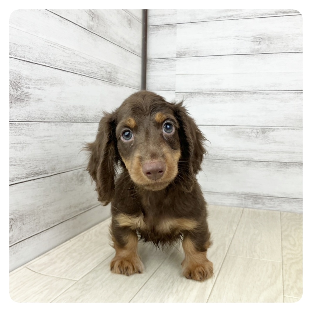 大阪府のミニチュアダックスフンド(ロング) (犬の家＆猫の里吹田店/2025年6月29日生まれ/男の子/ブラウンタン)の子犬