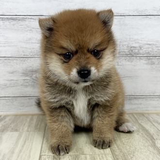 兵庫県のポメ柴/豆ポメ/ポメ豆柴(ポメラニアン×柴犬) (犬の家＆猫の里川西店/2025年6月27日生まれ/男の子/オレンジ)の子犬