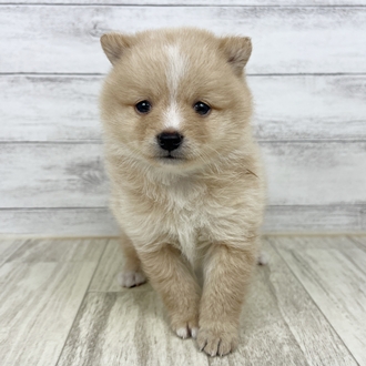 兵庫県のポメ柴/豆ポメ/ポメ豆柴(ポメラニアン×柴犬) (犬の家＆猫の里川西店/2025年6月27日生まれ/男の子/クリーム)の子犬