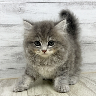 兵庫県のスコティッシュストレート (犬の家＆猫の里川西店/2025年6月26日生まれ/男の子/ブルータビー)の子猫