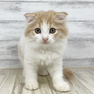 兵庫県のスコティッシュフォールド (犬の家＆猫の里川西店/2025年6月29日生まれ/女の子/レッドタビーホワイト)の子猫