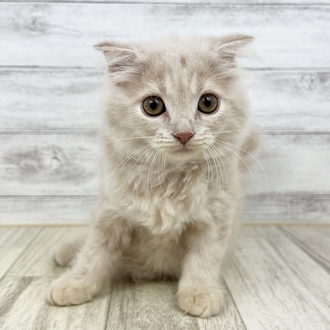 兵庫県のスコティッシュフォールド (犬の家＆猫の里川西店/2025年6月29日生まれ/女の子/クリームタビー)の子猫