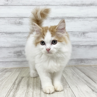兵庫県のスコティッシュストレート (犬の家＆猫の里川西店/2025年6月29日生まれ/女の子/レッドタビーホワイト)の子猫
