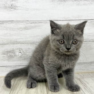 兵庫県のブリティッシュショートヘアー (犬の家＆猫の里川西店/2025年6月20日生まれ/女の子/ブルー)の子猫