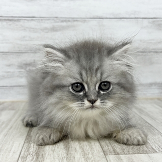 兵庫県のエキゾチック (犬の家＆猫の里ゆめタウン姫路店/2025年6月27日生まれ/男の子/ブルータビー)の子猫