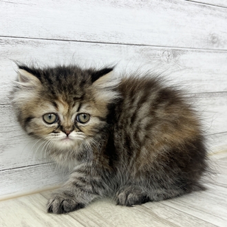 兵庫県のエキゾチック (犬の家＆猫の里川西店/2025年6月29日生まれ/女の子/ブラウンパッチドタビー)の子猫