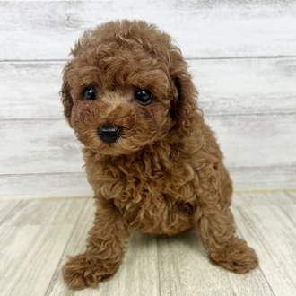 兵庫県のトイプードル(トイ) (犬の家＆猫の里ゆめタウン姫路店/2025年6月28日生まれ/女の子/レッド)の子犬の2枚目の画像
