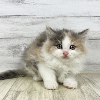 兵庫県のノルウェージャンフォレストキャット (犬の家＆猫の里川西店/2025年6月29日生まれ/女の子/ダイリュートキャリコ)の子猫